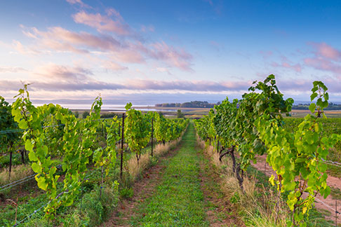 nova scotia annapolis valley vineyard